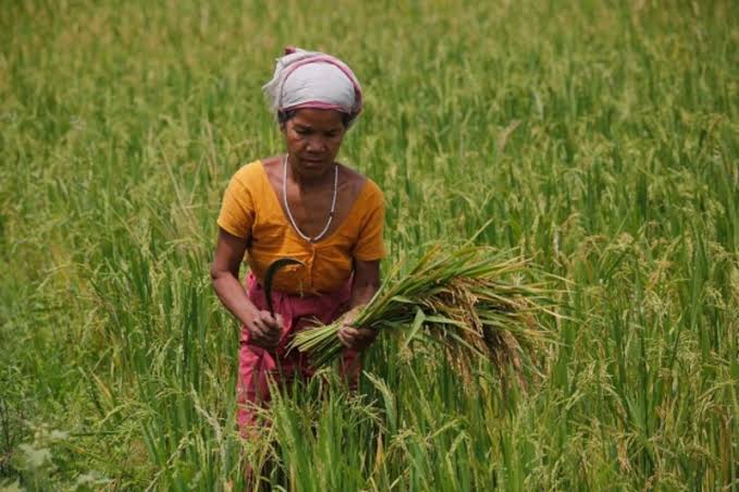 Production of paddy in Assam