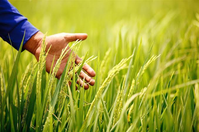 Production of paddy in Assam