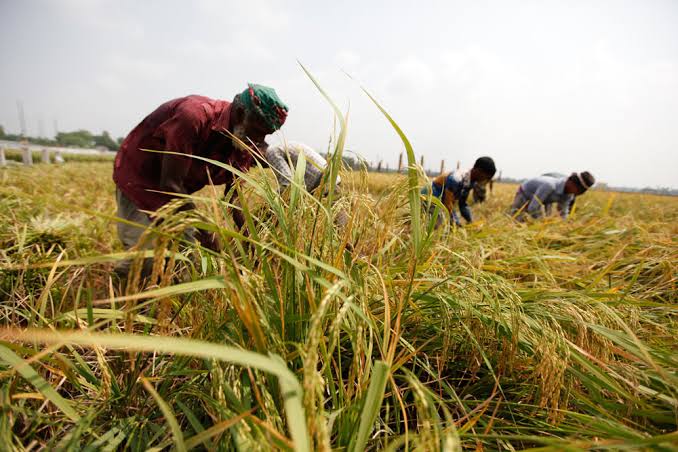 Assam govt target to purchase 10 lakh metric tonnes of paddy