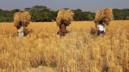 Assam govt target to purchase 10 lakh metric tonnes of paddy