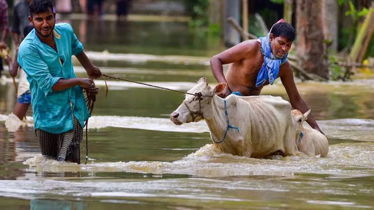 পশুধনৰ ক্ষতিও যথেষ্ট