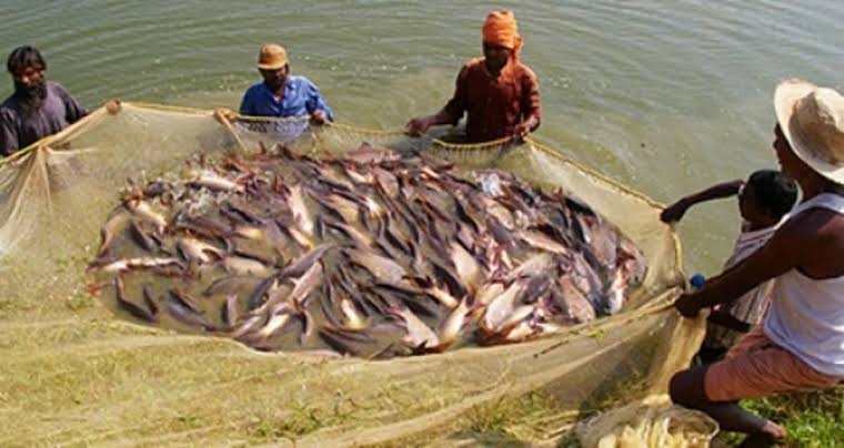 বানত বিপৰ্যস্ত ৰাজ্যৰ মীন অর্থনীতি : মীন খণ্ডত ১০০ কোটি টকাৰ লোকচান