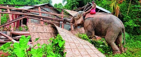 Assam forest lands occupied by immigrants