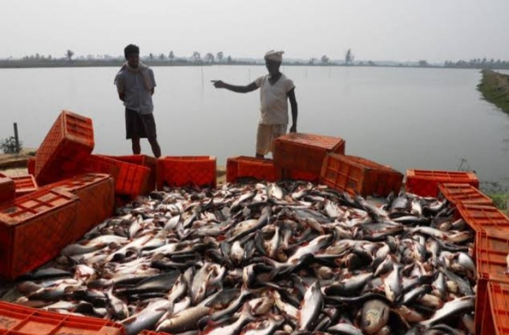 Assam moves upwards in fisheries production