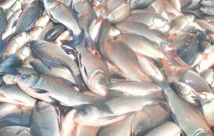 Assam moves upwards in fisheries production