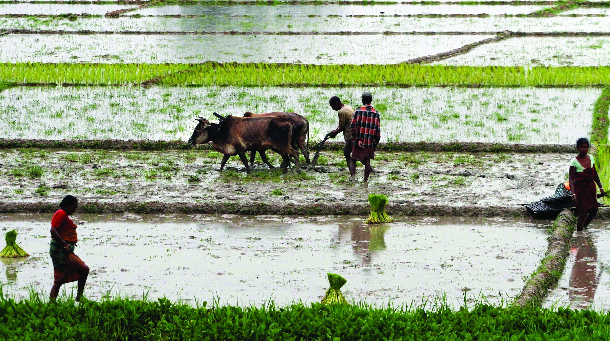 40 irrigation projects will be closed