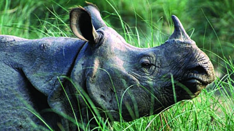 verification underway of rhino horns
