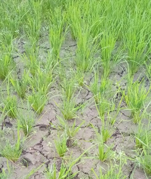 rainfall in Assam