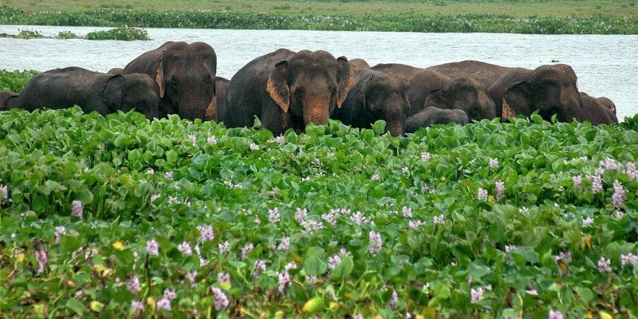 Land Encroachment of Deepor Beel