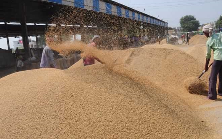 The government will procure seven lakh metric tonnes of paddy at MSP