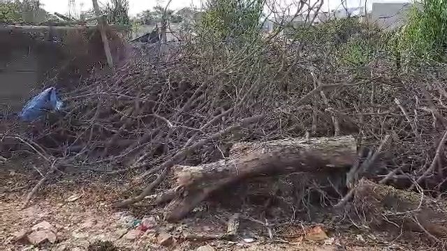 tree cutting in guwahati