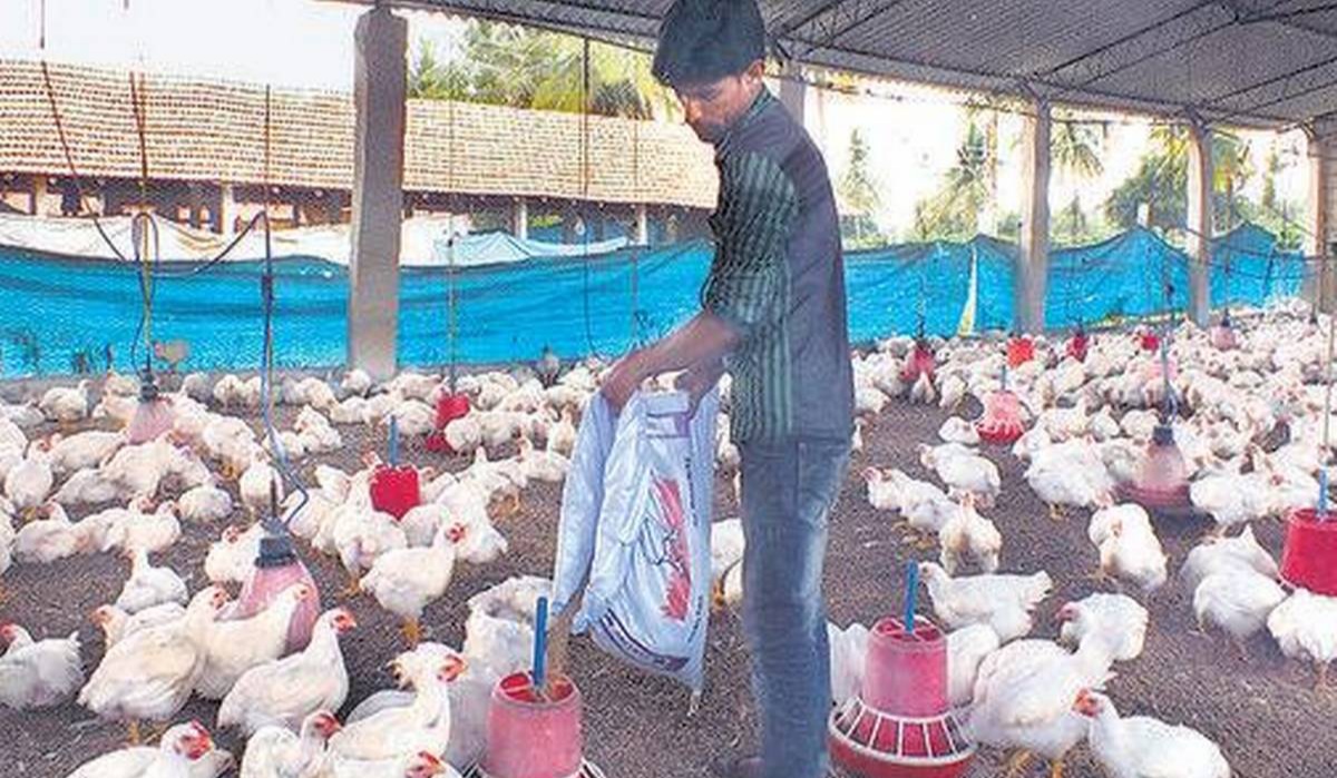 broiler_syndicates in assam