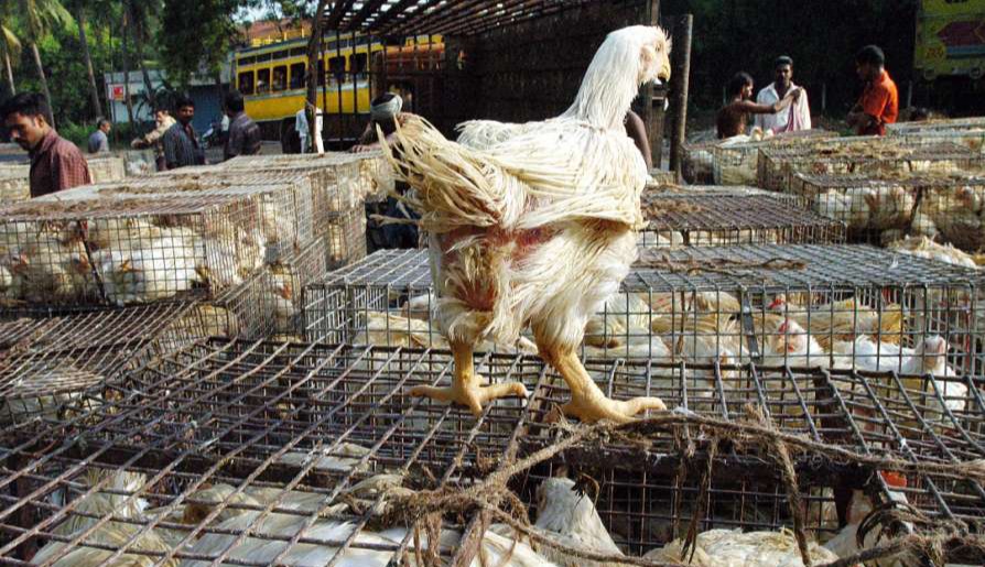 broiler_syndicates in assam