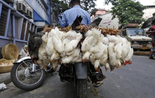 broiler_syndicates in assam