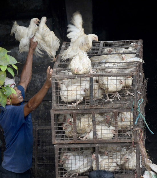 broiler_syndicates in assam