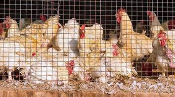 broiler_syndicates in assam