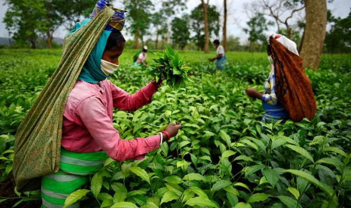 Covid situation effect tea industry of Assam