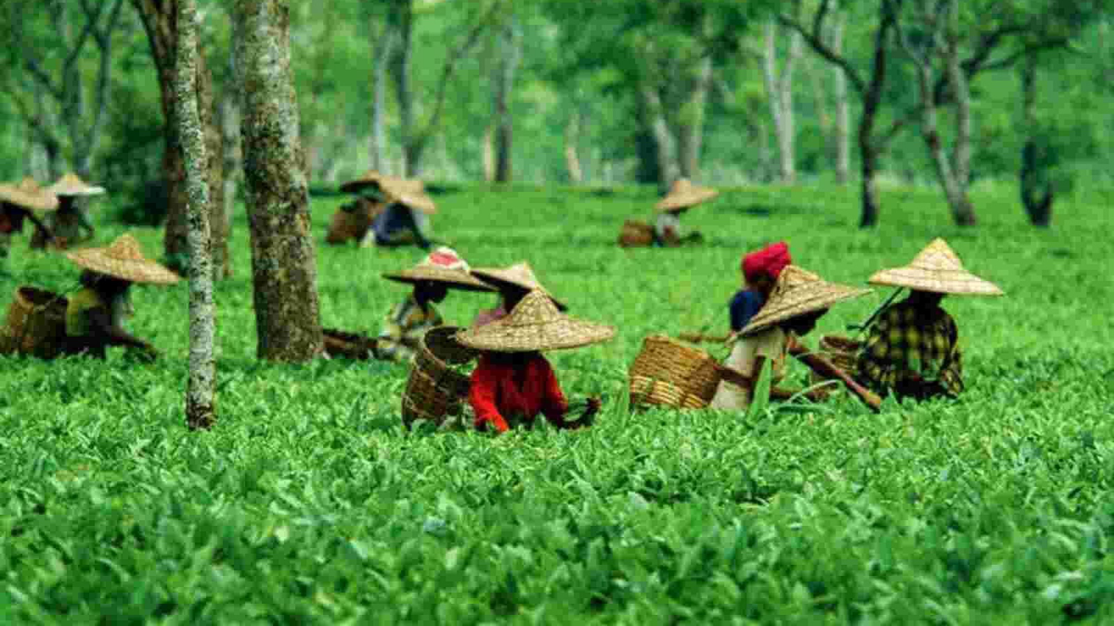 Covid situation effect tea industry of Assam