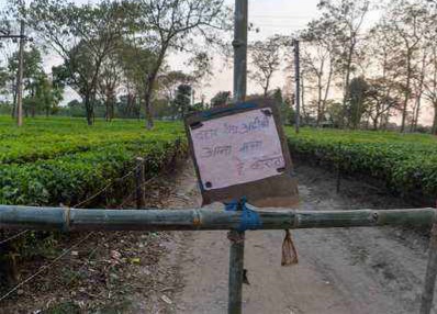 Covid situation effect tea industry of Assam