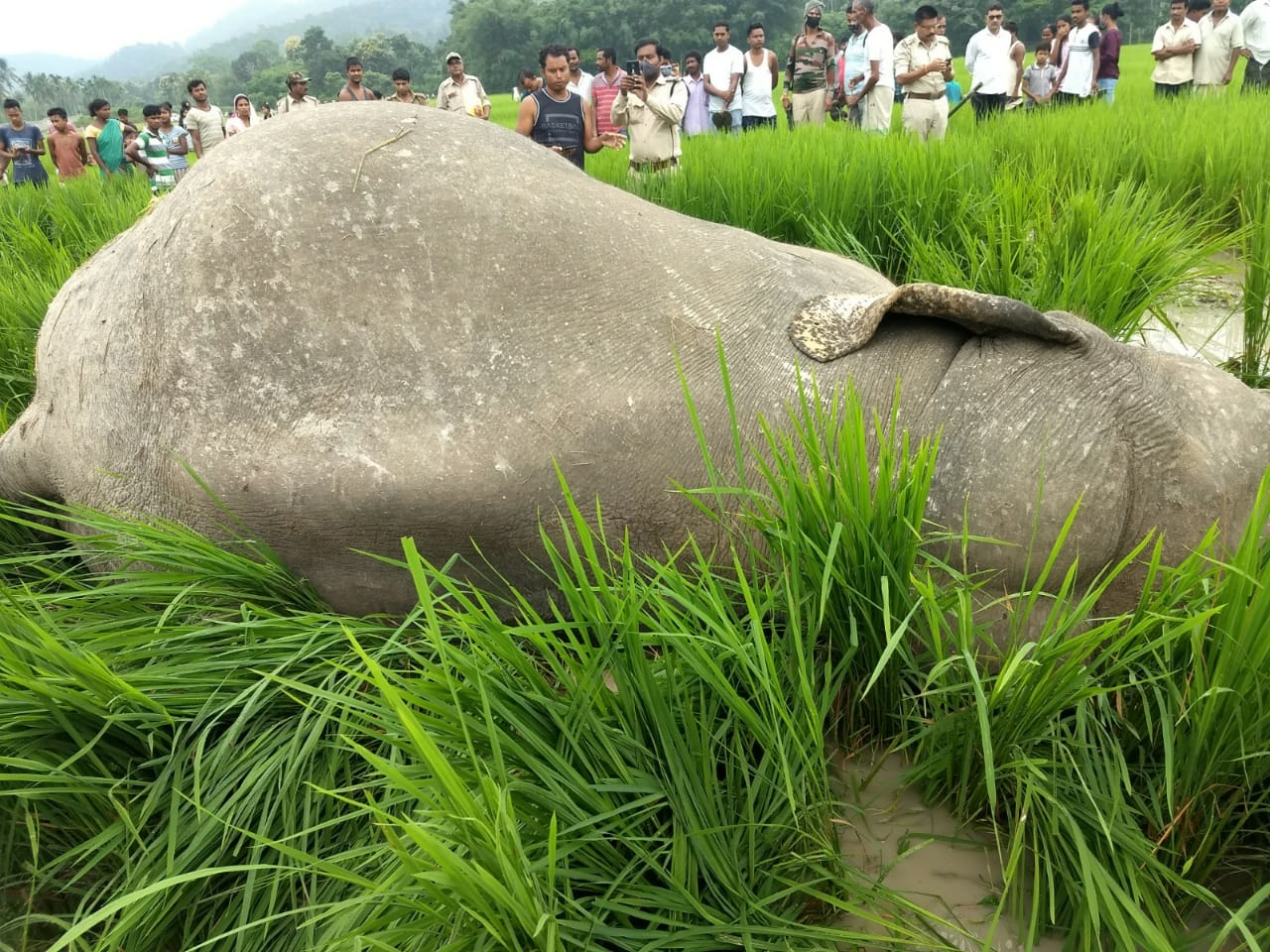 অসম মেঘালয় সীমান্তৰ ৰাণীত খেতি পথাৰত বিদ্যুস্পৃষ্ট হৈ বন্য হস্তীৰ মৃত্যু