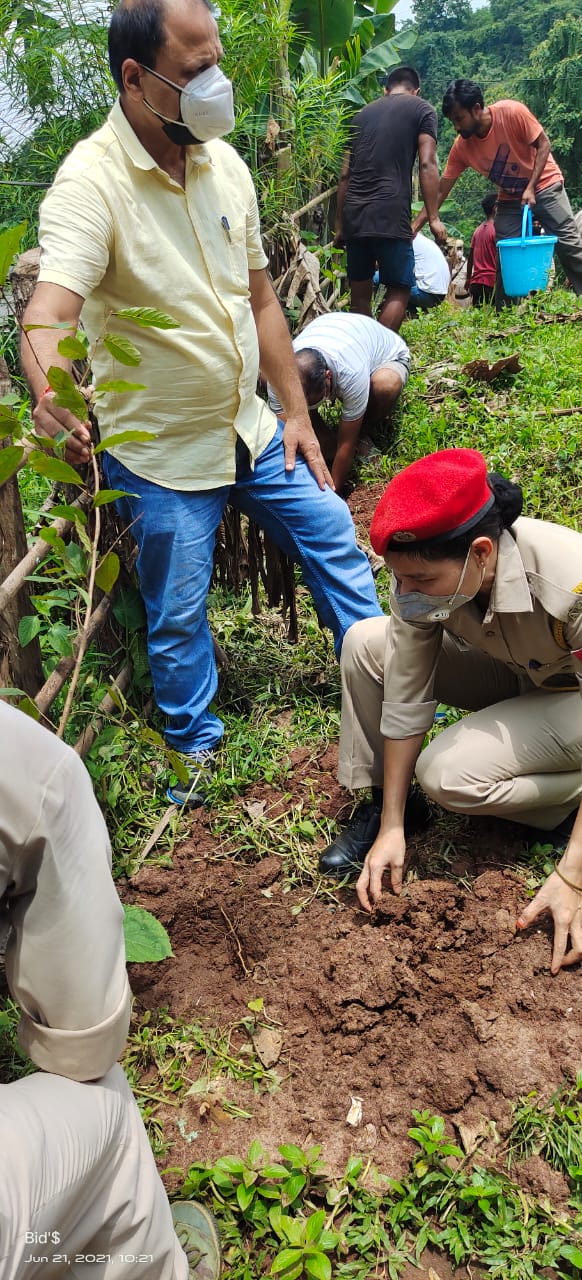 PLANTATION IN AMSING FOREST