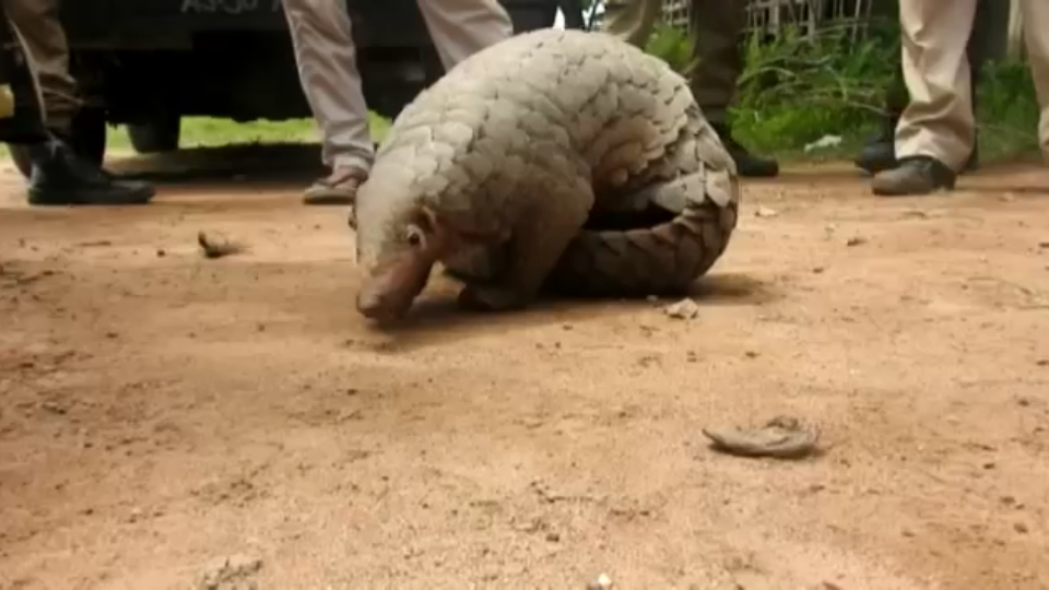 Will the Pangolin lead us out of Covid-19?  பாங்கோலின் விலங்குகள்  Pangolin  Covid-19?  பாங்கோலின்  கரோனா மருந்து  Covid-19 Medicine