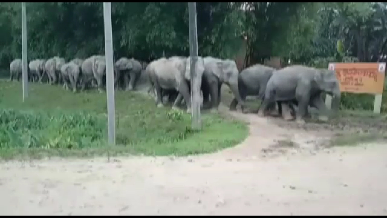 গোলাঘাটৰ নুমলীগড়ত বন্যহস্তীৰ তাণ্ডৱ অব্যাহত