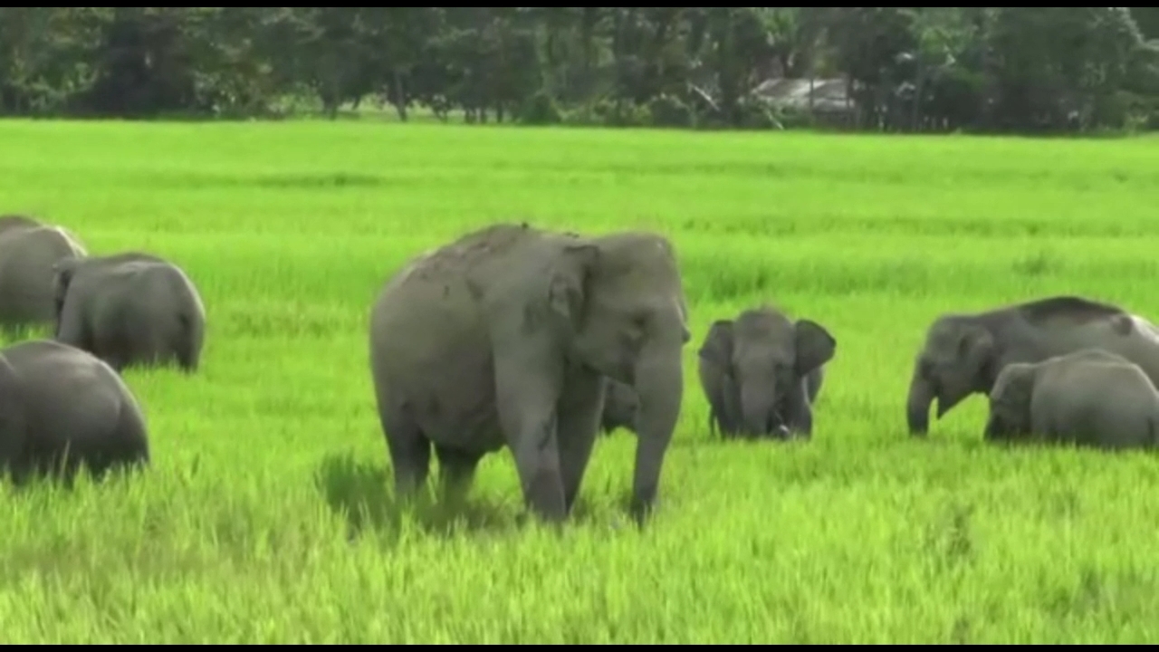 গোলাঘাটৰ নুমলীগড়ত বন্যহস্তীৰ তাণ্ডৱ অব্যাহত