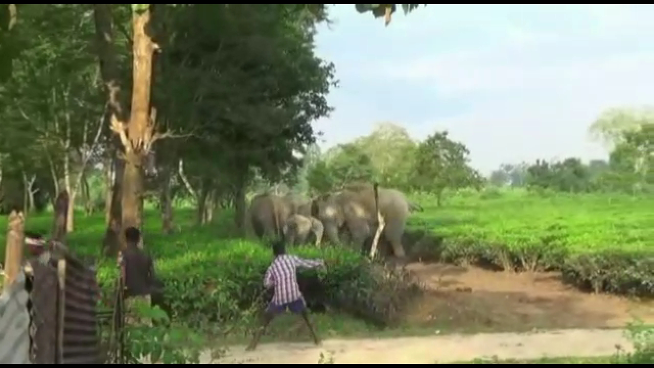 golaghat-man-elephant-conflict