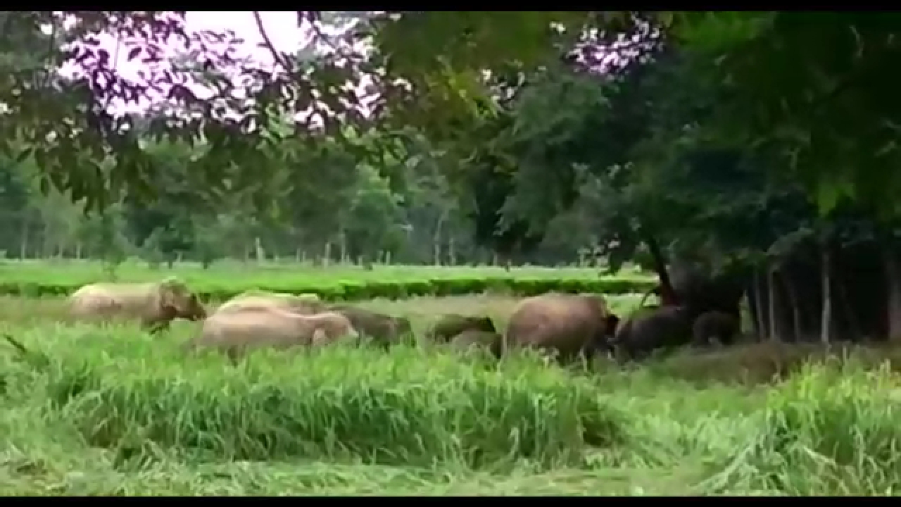 elephant terror at Golaghat