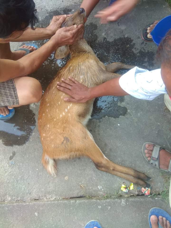 বন্যপ্ৰাণী এতিয়া উদ্ধাৰ কৰি নিৰাপদ স্থানত মুকলি কৰি দিছে একাংশ প্ৰকৃতিপ্ৰেমীয়ে