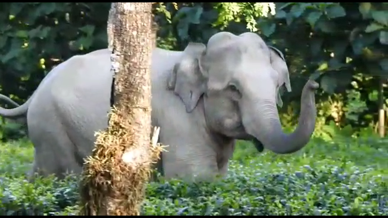 elephant terror at golaghat numaligrah