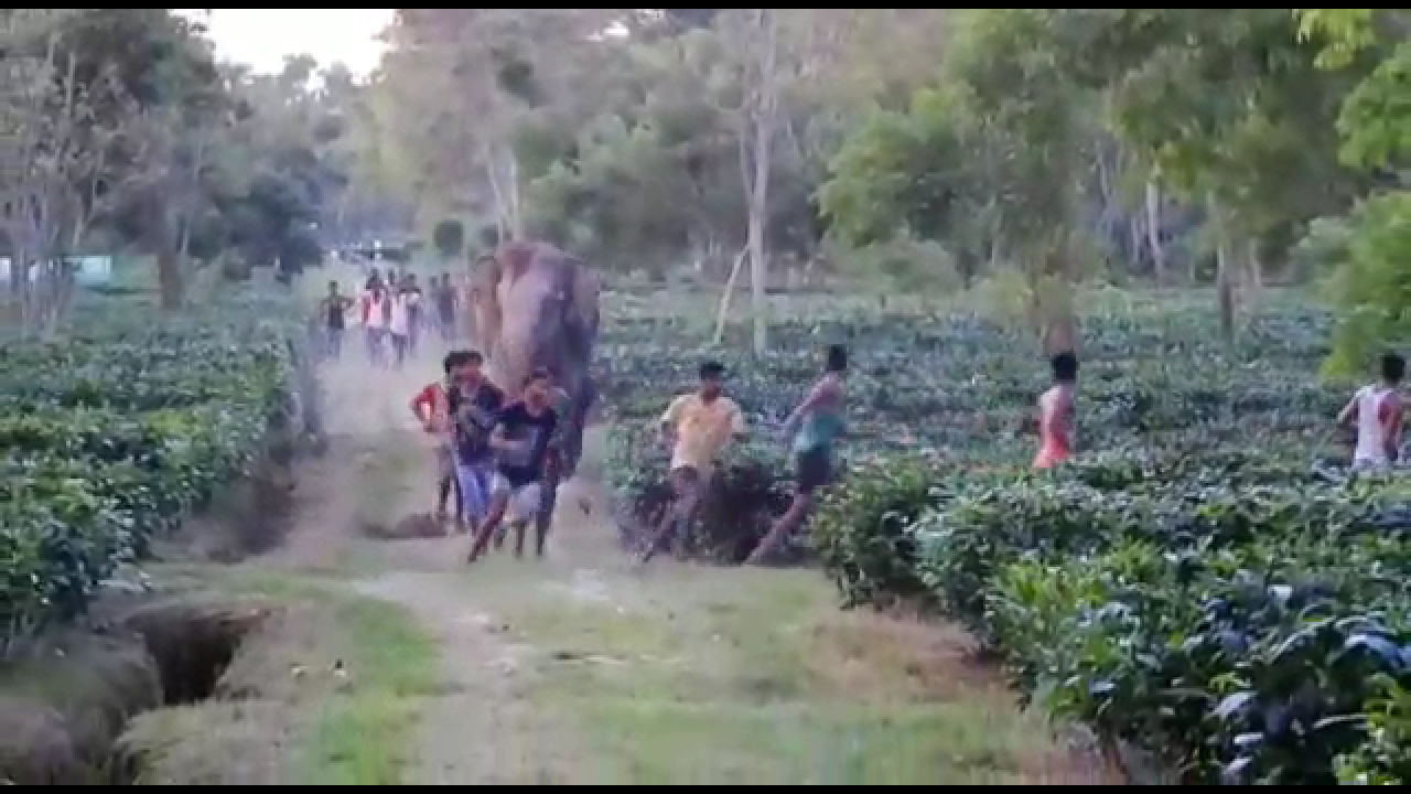 elephant terror at golaghat numaligrah