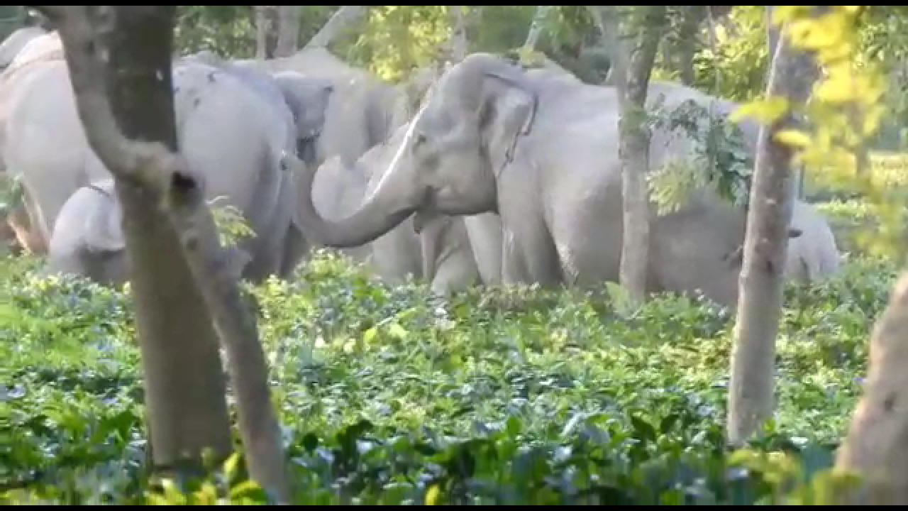 elephant terror at golaghat numaligrah