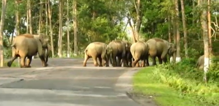 Man elephant conflict in Golaghat district