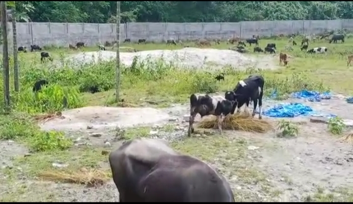 Success of Goalpara river police: Illegal cattle seized from three boats