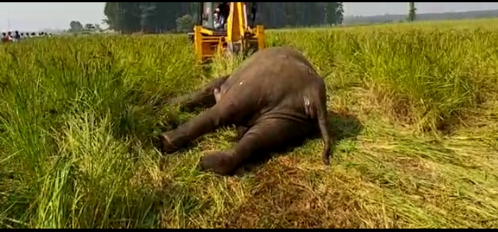 elephant death at Goalpara