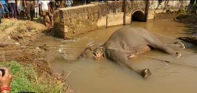 elephant death at Goalpara