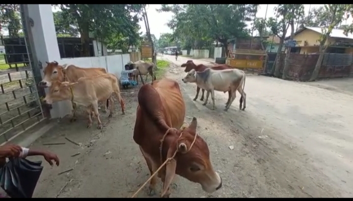 Cattle thief arrested in Goalpara