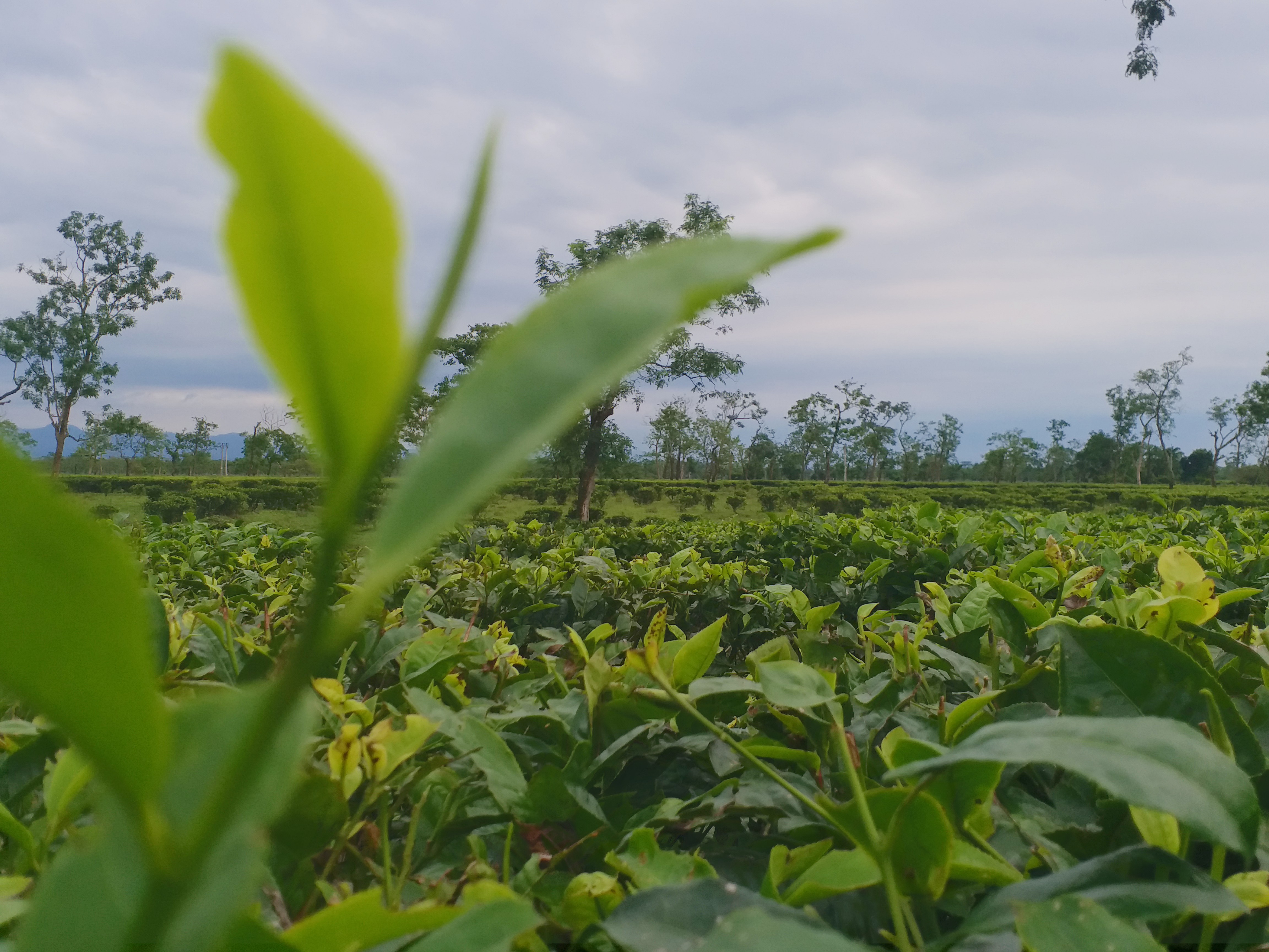 ৰাসায়নিক কীটনাশক ব্যৱহাৰে হ্ৰাস কৰে চাহপাতৰ গুণাগুণ