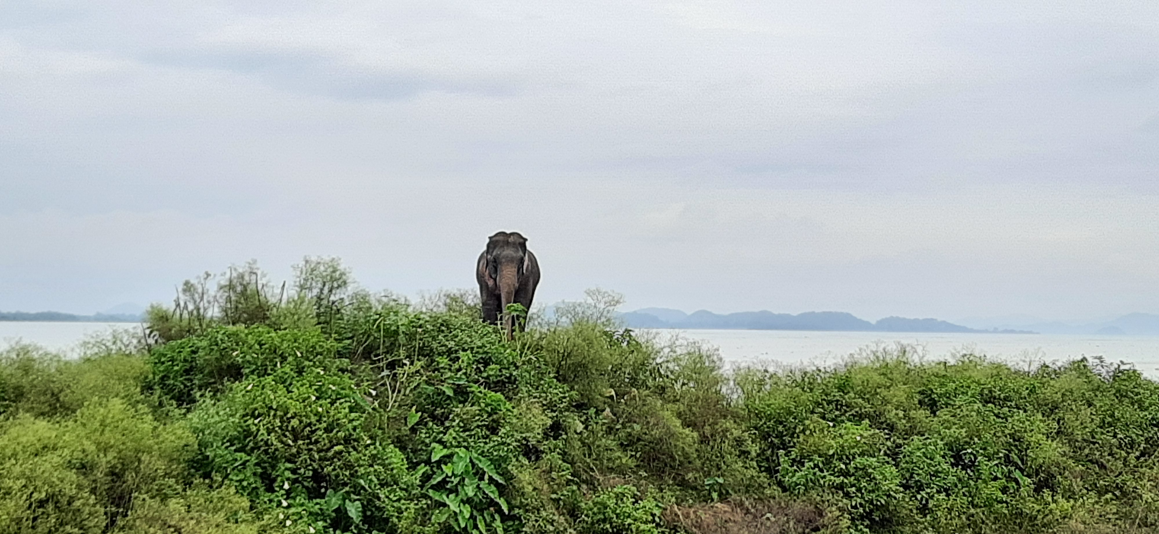 wild elephant rescue at palashbari