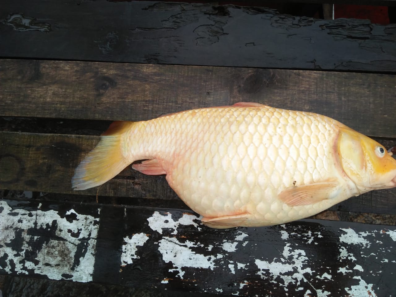 hajo-madhab-mandir-fish-death-kamrup-assam