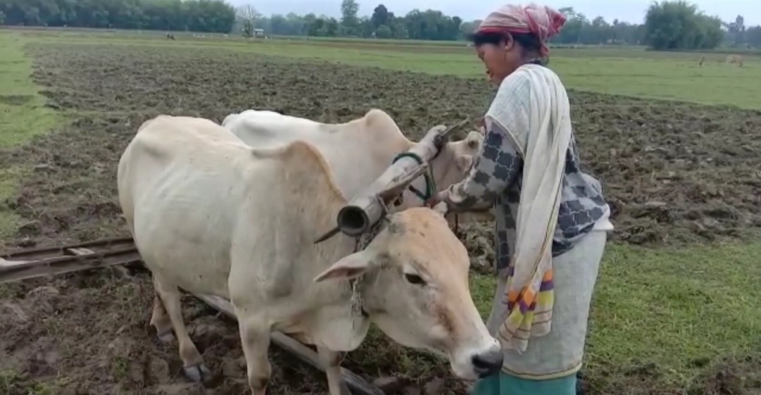 ಕುಟುಂಬ ನಿರ್ವಹಣೆಗೆ ಕೃಷಿಯಲ್ಲಿ ತೊಡಗಿದ ಅಸ್ಸೋಂನ ಮಹಿಳೆ