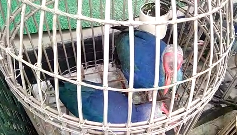 large-numbers-of-wild-birds-seized-by-ranger-at-morigaon