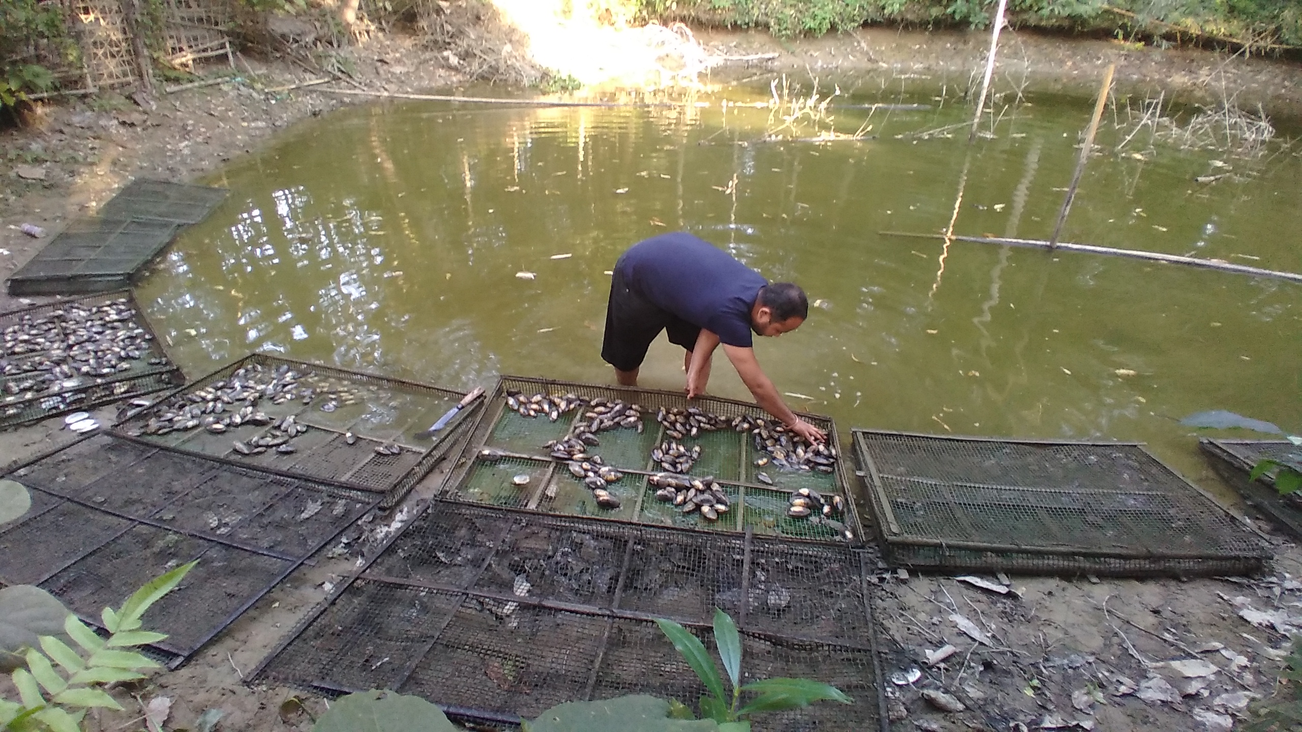 Farming of pearl in Assam