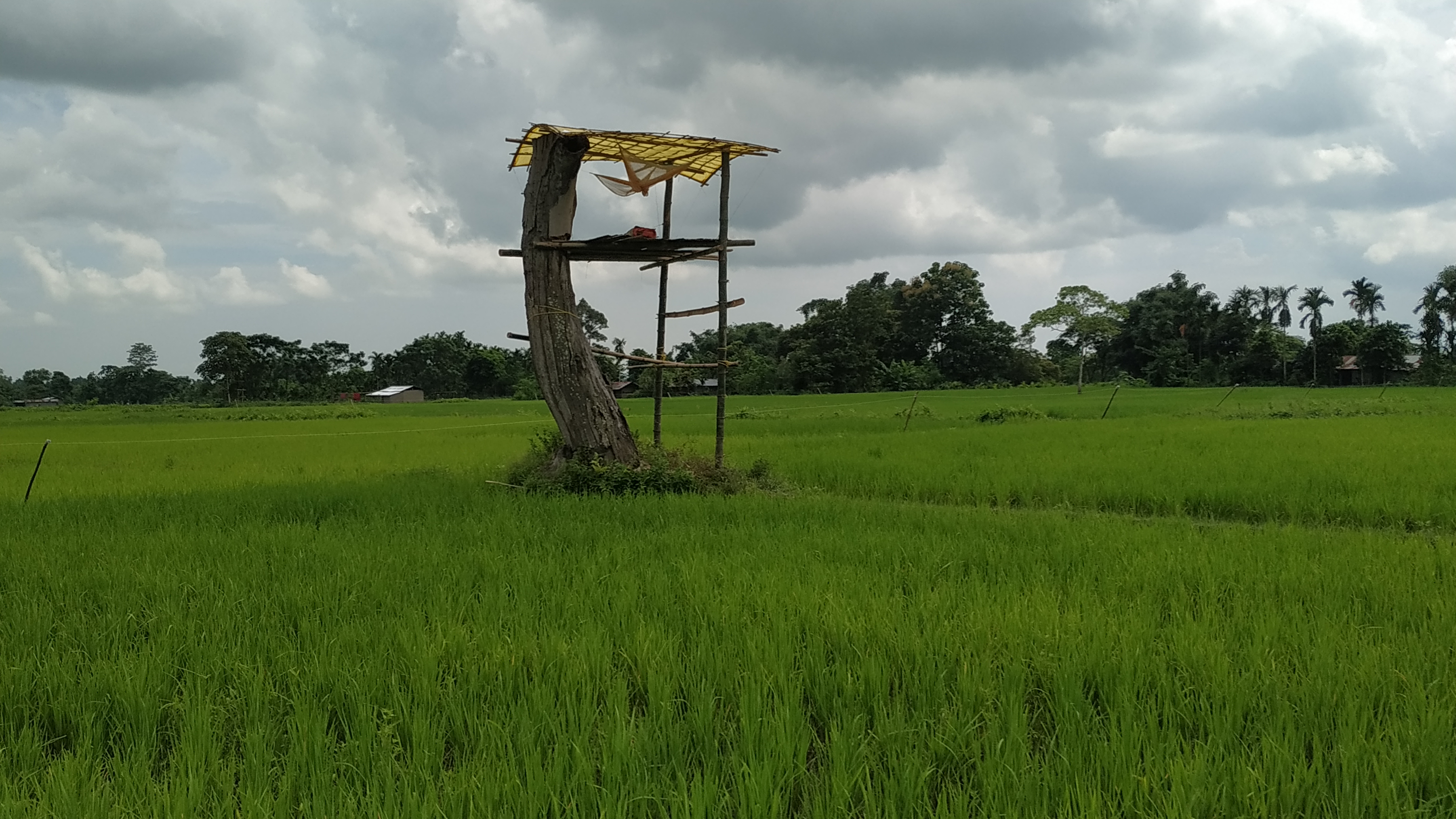 Elephant terror in Misamari : people pretect their crop fields