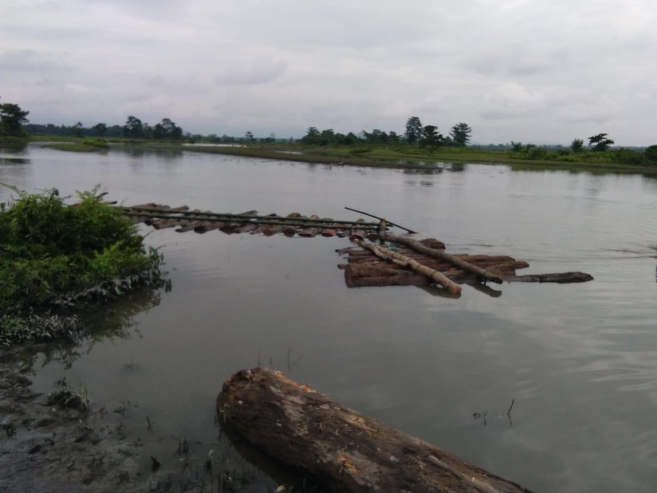 Two illegal timber carriers have been arrested in Nameri by forest