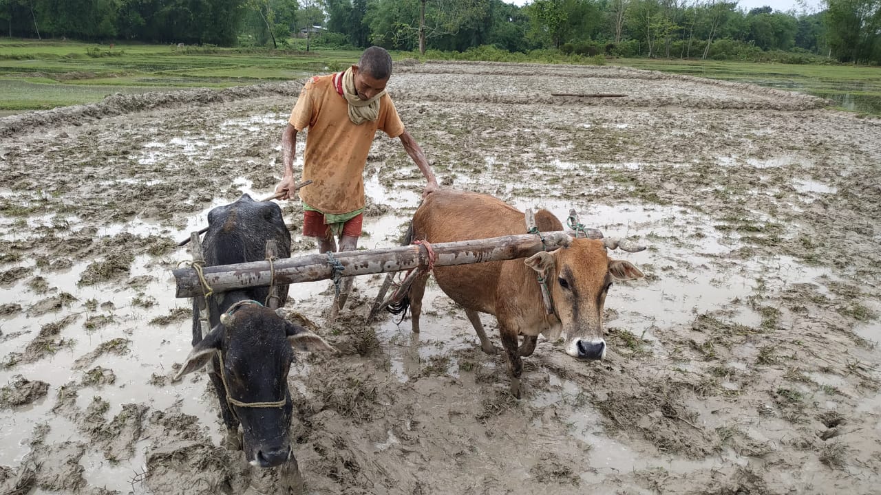 Finally the farmer of Rangapara smile