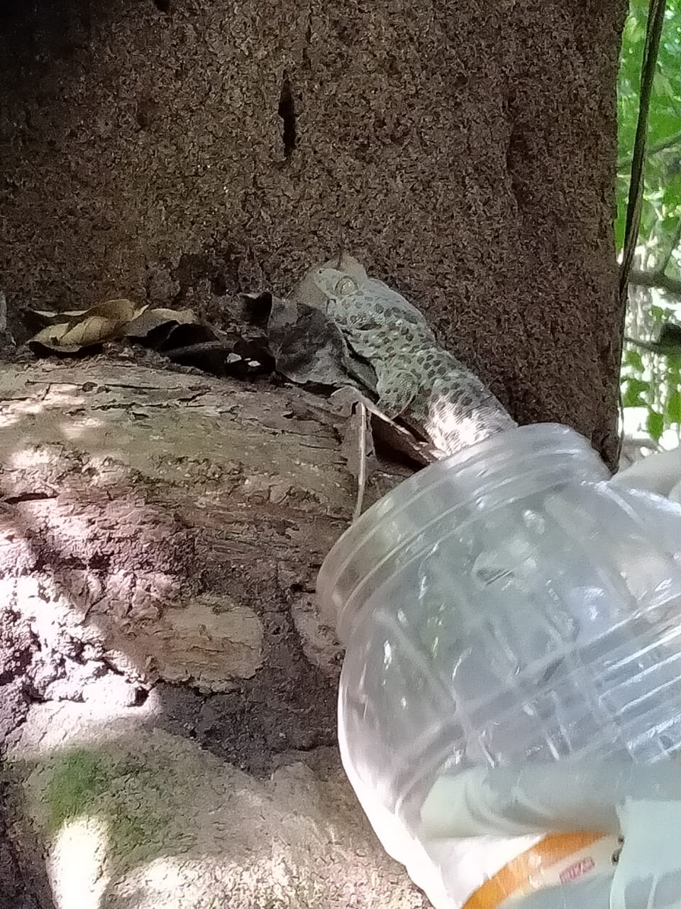 Gecko recoverd in Samaguri