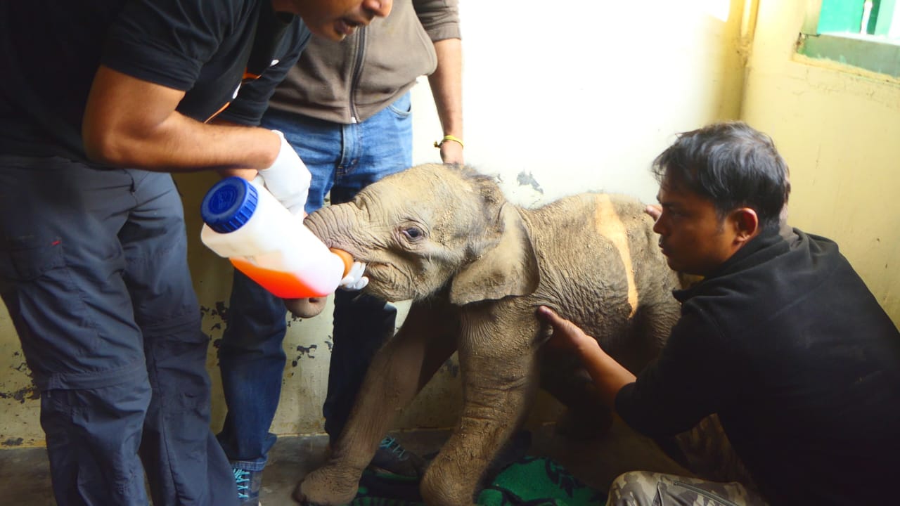 elephant rescued in nagaon